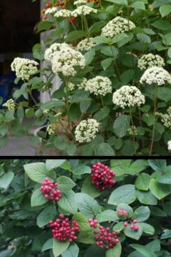 Mohican Arrowwood Viburnum - 6 Gallon Pot (4-5') -Stylish Garden Plant Store viburnum lantana mohican 4