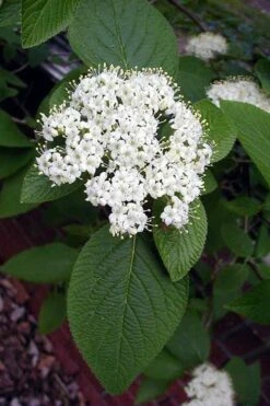 Mohican Arrowwood Viburnum - 6 Gallon Pot (4-5') -Stylish Garden Plant Store viburnum lantana mohican 5