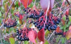 Nannyberry Viburnum - 3 Pack Of 1.5 Quart Pots -Stylish Garden Plant Store viburnum lentago nannyberry 2 1