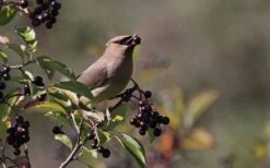 Nannyberry Viburnum - 3 Pack Of 1.5 Quart Pots -Stylish Garden Plant Store viburnum lentago nannyberry 5 1