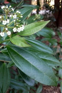 Moonlit Lace Viburnum - 7 Gallon Pot -Stylish Garden Plant Store viburnum moonlit lace 5 2