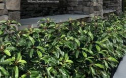 Moonlit Lace Viburnum - 7 Gallon Pot -Stylish Garden Plant Store viburnum moonlit lace 9 2