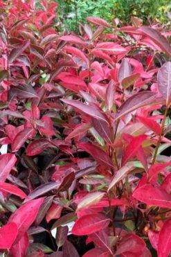 Winterthur Viburnum - 3 Gallon Pot -Stylish Garden Plant Store viburnum nudum winterthur 100 1