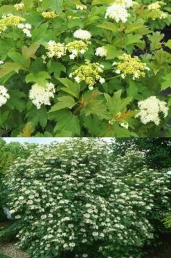 Dwarf European Cranberry Bush - 1 Gallon Pot 19 Dwarf European Cranberry Bush - 1 Gallon Pot -Stylish Garden Plant Store viburnum opulus compactum dwarf european cranberry bush 10