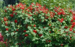 Dwarf European Cranberry Bush - 5 Gallon Pot -Stylish Garden Plant Store viburnum opulus compactum dwarf european cranberry bush 2 1