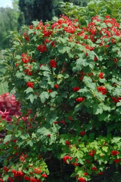 Dwarf European Cranberry Bush - 1 Gallon Pot 14 Dwarf European Cranberry Bush - 1 Gallon Pot -Stylish Garden Plant Store viburnum opulus compactum dwarf european cranberry bush 3