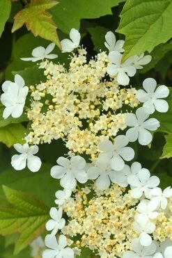 Dwarf European Cranberry Bush - 5 Gallon Pot -Stylish Garden Plant Store viburnum opulus compactum dwarf european cranberry bush 4 1