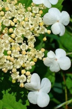 Dwarf European Cranberry Bush - 5 Gallon Pot -Stylish Garden Plant Store viburnum opulus compactum dwarf european cranberry bush 7 1