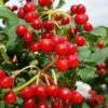 Dwarf European Cranberry Bush - 1 Gallon Pot -Stylish Garden Plant Store viburnum opulus compactum dwarf european cranberry bush 9