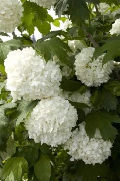 Eastern Snowball Viburnum Bush - 1 Gallon Pot -Stylish Garden Plant Store viburnum opulus sterile eastern snowball 2