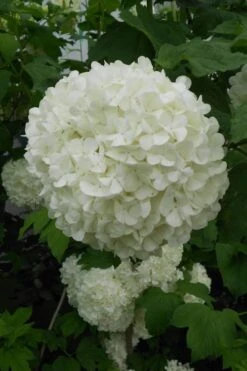 Eastern Snowball Viburnum Bush - 1 Gallon Pot -Stylish Garden Plant Store viburnum opulus sterile eastern snowball 3