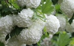 Eastern Snowball Viburnum Bush - 1 Gallon Pot -Stylish Garden Plant Store viburnum opulus sterile eastern snowball 4
