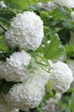 Eastern Snowball Viburnum Bush - 1 Gallon Pot -Stylish Garden Plant Store viburnum opulus sterile eastern snowball 5