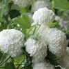 Eastern Snowball Viburnum Bush - 1 Gallon Pot -Stylish Garden Plant Store viburnum opulus sterile eastern snowball 6
