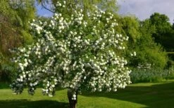 Eastern Snowball Viburnum Bush - 1 Gallon Pot -Stylish Garden Plant Store viburnum opulus sterile eastern snowball 9