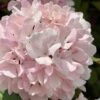 Kern's Pink Snowball Viburnum Bush - 2 Gallon Pot 2 Kern's Pink Snowball Viburnum Bush - 2 Gallon Pot -Stylish Garden Plant Store viburnum plicatum kerns pink snowball 2