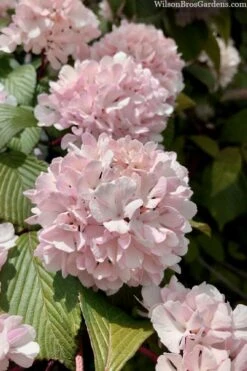 Kern's Pink Snowball Viburnum Bush - 2 Gallon Pot -Stylish Garden Plant Store viburnum plicatum kerns pink snowball 3