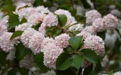 Kern's Pink Snowball Viburnum Bush - 2 Gallon Pot -Stylish Garden Plant Store viburnum plicatum kerns pink snowball 7