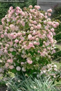 Kern's Pink Snowball Viburnum Bush - 2 Gallon Pot -Stylish Garden Plant Store viburnum plicatum kerns pink snowball 9