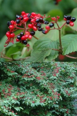 Japanese Doublefile Viburnum - 2 Gallon Pot -Stylish Garden Plant Store viburnum plicatum tomentosum japanese doublefile 2