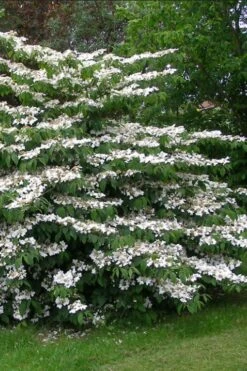 Japanese Doublefile Viburnum - 2 Gallon Pot -Stylish Garden Plant Store viburnum plicatum tomentosum japanese doublefile 5
