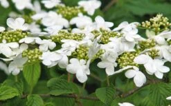 Japanese Doublefile Viburnum - 2 Gallon Pot -Stylish Garden Plant Store viburnum plicatum tomentosum japanese doublefile 6