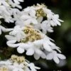Japanese Doublefile Viburnum - 2 Gallon Pot -Stylish Garden Plant Store viburnum plicatum tomentosum japanese doublefile 7