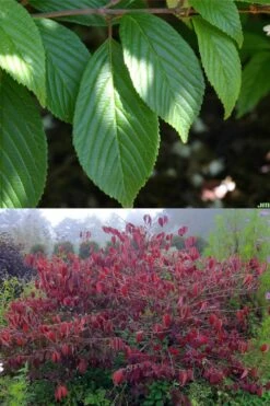 Japanese Doublefile Viburnum - 2 Gallon Pot -Stylish Garden Plant Store viburnum plicatum tomentosum japanese doublefile 9