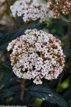 Prague Viburnum - 1 Gallon Pot -Stylish Garden Plant Store viburnum pragense prague 2 1