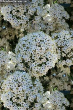 Prague Viburnum - 2.5 Quart Pot -Stylish Garden Plant Store viburnum pragense prague 5