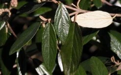 Prague Viburnum - 2.5 Quart Pot -Stylish Garden Plant Store viburnum pragense prague 7