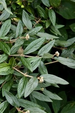 Prague Viburnum - 1 Gallon Pot -Stylish Garden Plant Store viburnum pragense prague 9 1