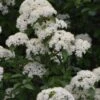 Blackhaw Viburnum - 1 Gallon Pot -Stylish Garden Plant Store viburnum prunifolium black haw 12 2