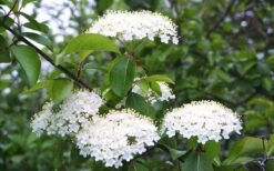 Blackhaw Viburnum - 2 Gallon Pot -Stylish Garden Plant Store viburnum prunifolium black haw 4 1