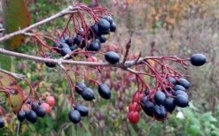 Blackhaw Viburnum - 3 Gallon Pot -Stylish Garden Plant Store viburnum prunifolium black haw 5
