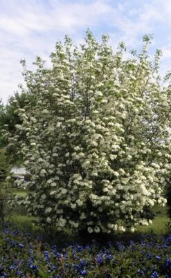Blackhaw Viburnum - 1 Gallon Pot -Stylish Garden Plant Store viburnum prunifolium black haw 7 2