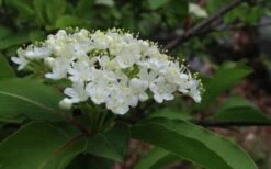 Blackhaw Viburnum - 2 Gallon Pot -Stylish Garden Plant Store viburnum prunifolium black haw 9 1