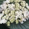 Alleghany Viburnum - 1 Gallon Pot -Stylish Garden Plant Store viburnum rhytidophylloides alleghany 2 thumbnail