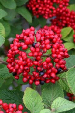 Alleghany Viburnum - 1 Gallon Pot -Stylish Garden Plant Store viburnum rhytidophylloides alleghany 4