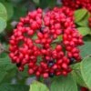 Red Balloon Viburnum - 3 Gallon Pot -Stylish Garden Plant Store viburnum rhytidophylloides red balloon 1