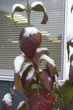 Red Balloon Viburnum - 3 Gallon Pot -Stylish Garden Plant Store viburnum rhytidophylloides red balloon 4
