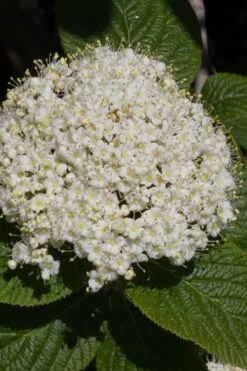 Red Balloon Viburnum - 3 Gallon Pot -Stylish Garden Plant Store viburnum rhytidophylloides red balloon 5