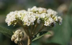 Willowwood Viburnum - 3 Gallon Pot -Stylish Garden Plant Store viburnum rhytidophylloides willowwood 2