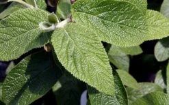 Willowwood Viburnum - 3 Gallon Pot -Stylish Garden Plant Store viburnum rhytidophylloides willowwood 3