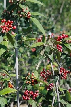 Willowwood Viburnum - 3 Gallon Pot -Stylish Garden Plant Store viburnum rhytidophylloides willowwood 5