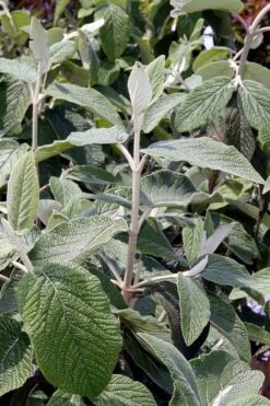 Willowwood Viburnum - 3 Gallon Pot -Stylish Garden Plant Store viburnum rhytidophylloides willowwood 6