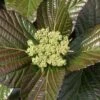 Shiny Dancer Viburnum - 2 Gallon Pot -Stylish Garden Plant Store viburnum shiny dancer 25