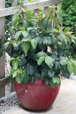Shiny Dancer Viburnum - 2 Gallon Pot 13 Shiny Dancer Viburnum - 2 Gallon Pot -Stylish Garden Plant Store viburnum shiny dancer 26