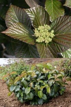 Shiny Dancer Viburnum - 2 Gallon Pot 14 Shiny Dancer Viburnum - 2 Gallon Pot -Stylish Garden Plant Store viburnum shiny dancer 27