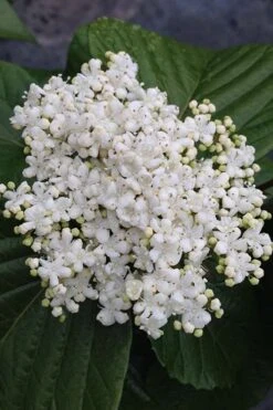 Shiny Dancer Viburnum - 2 Gallon Pot 15 Shiny Dancer Viburnum - 2 Gallon Pot -Stylish Garden Plant Store viburnum shiny dancer 4 500x750 1